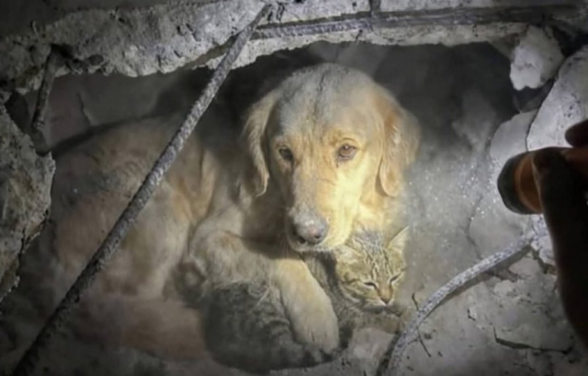 Puppies 🐶 tweet media