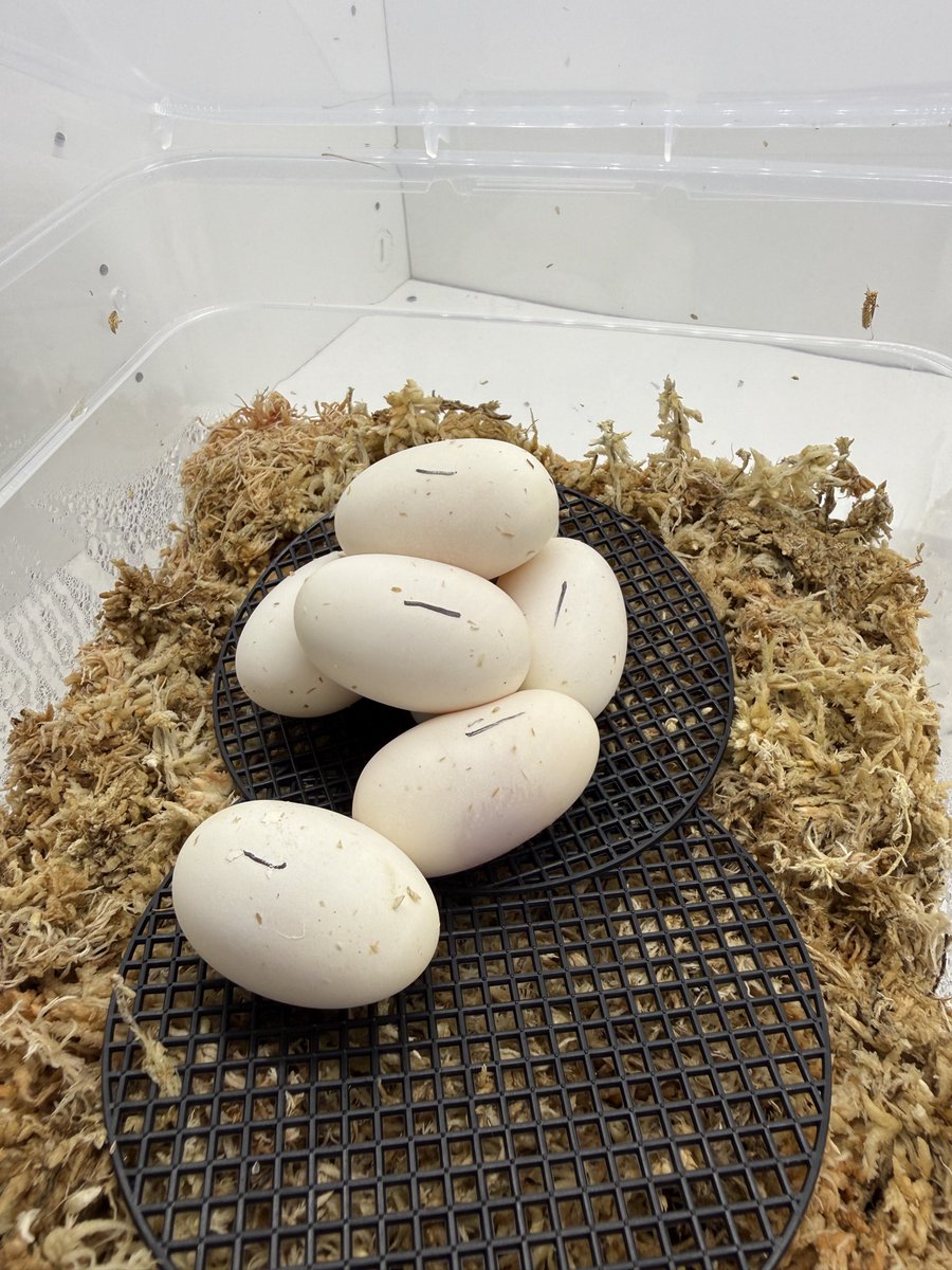 りょう tweet media