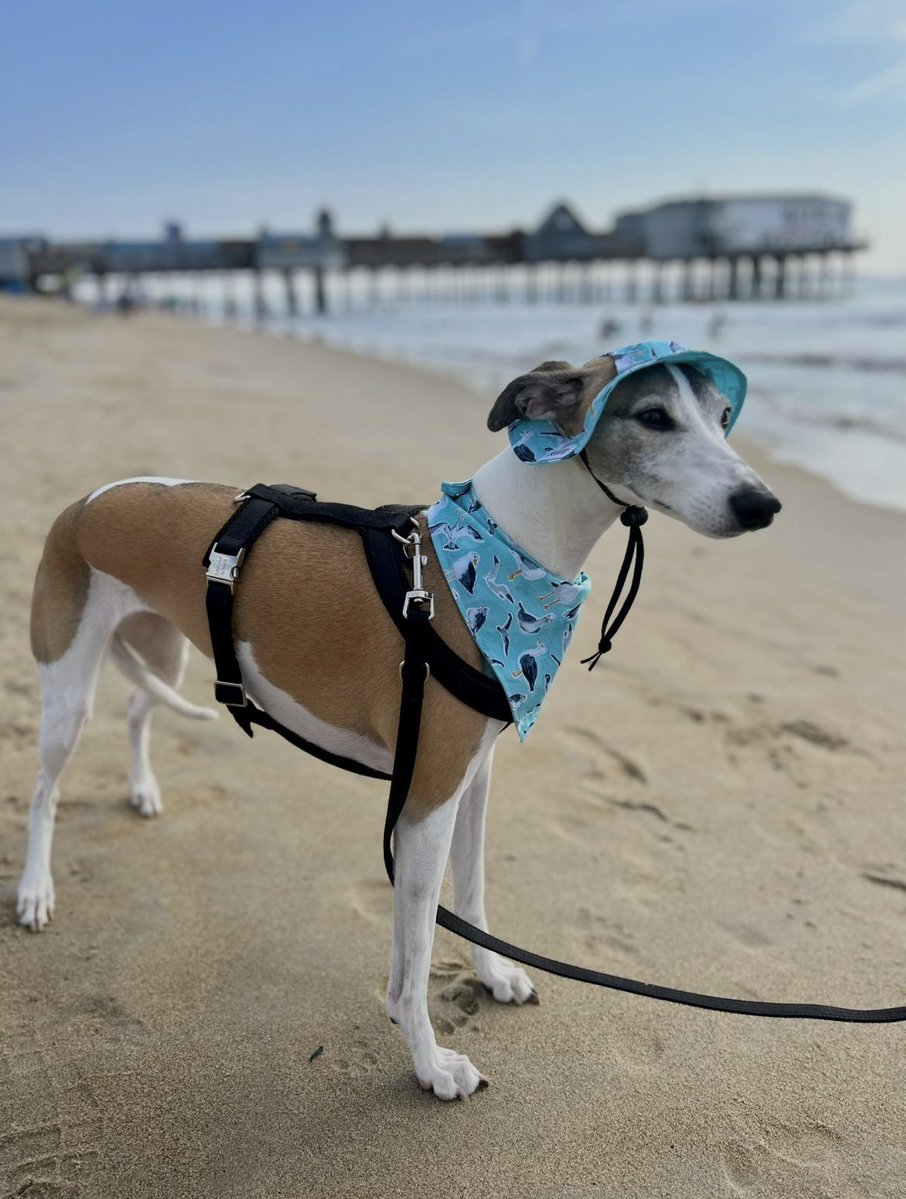 Cora the Whippet 🐕 tweet media