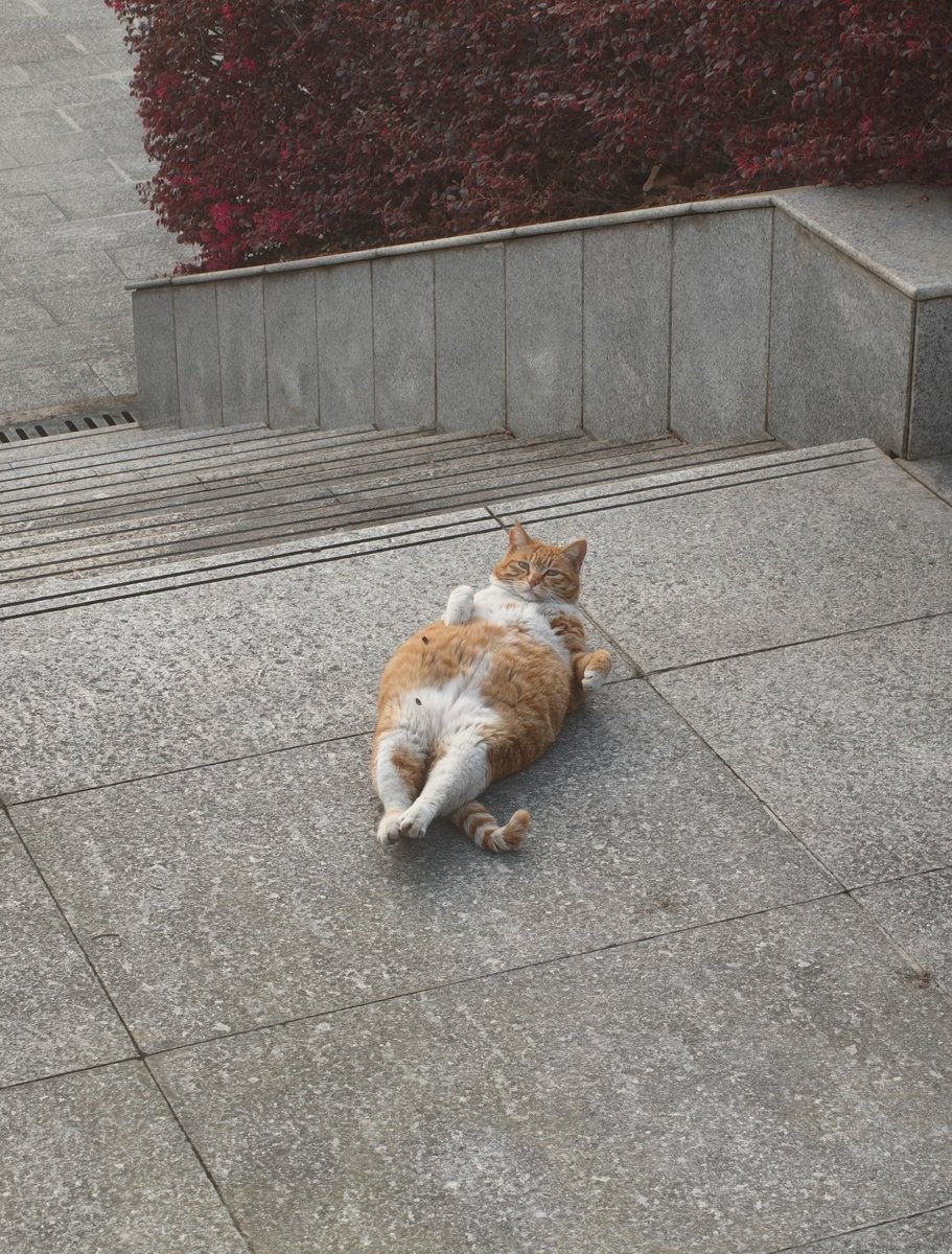 animalkyat's tweet photo. 大学行ったら落ちてた猫見て https://t.co/ChHoFPKkkb