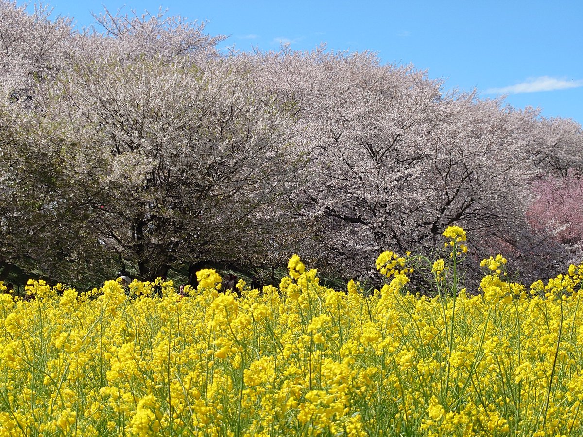 fulraria's tweet photo. 本日のブララリア
権現堂桜堤に行ってきました。満開の桜と菜の花をご覧ください。
1～2枚目：桜と菜の花
3枚目：桜のアップ
４枚目：菜の花のアップ
午後から晴れて、花を見ながらの散歩は最高でした。1kmほど桜と菜の花が途切れない絶景でした。 https://t.co/nro98wWUwe