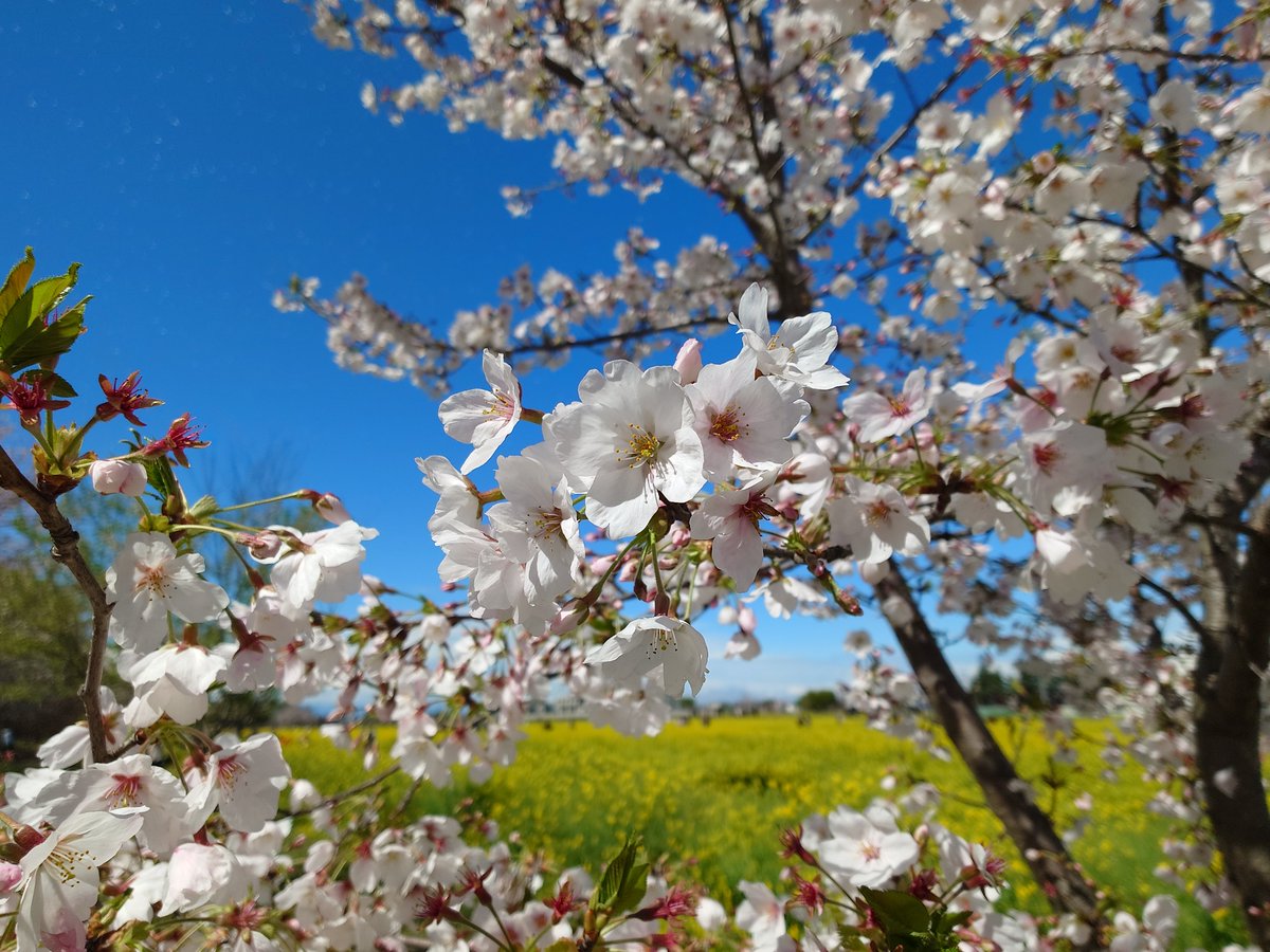 fulraria's tweet photo. 本日のブララリア
権現堂桜堤に行ってきました。満開の桜と菜の花をご覧ください。
1～2枚目：桜と菜の花
3枚目：桜のアップ
４枚目：菜の花のアップ
午後から晴れて、花を見ながらの散歩は最高でした。1kmほど桜と菜の花が途切れない絶景でした。 https://t.co/nro98wWUwe