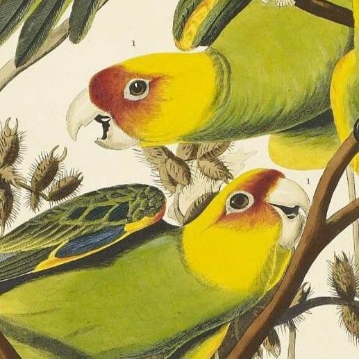 Birmingham Archives & Collections tweet media