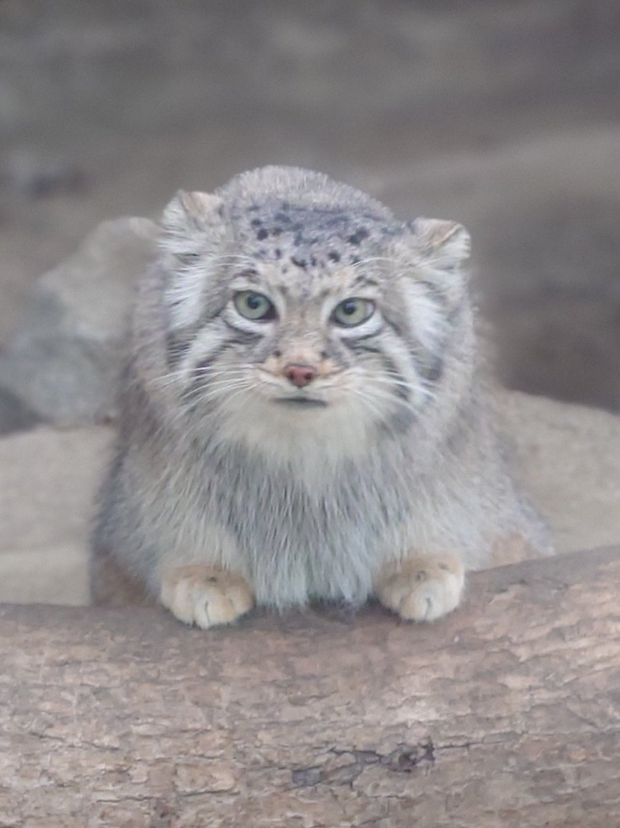 たまごろう tweet media