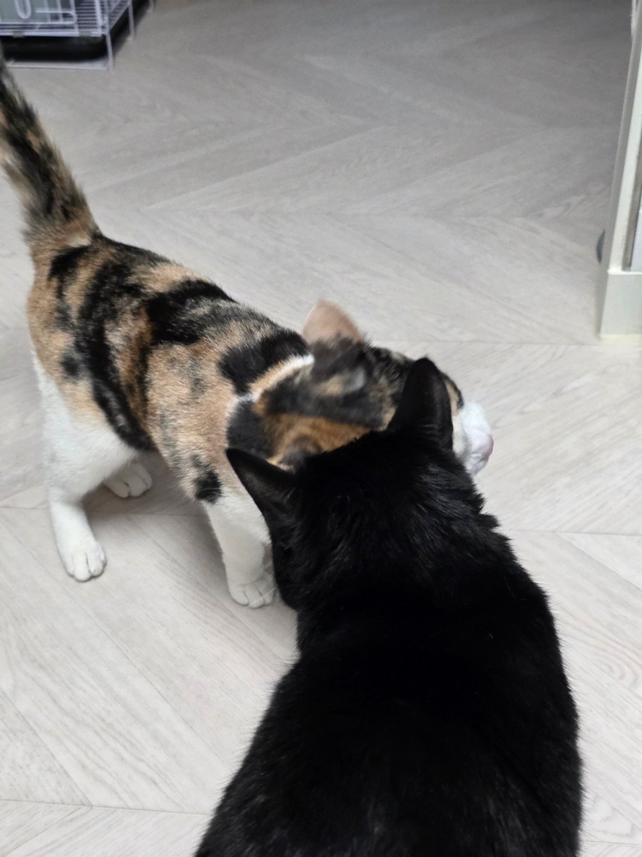 가족 찾는 살룻 패밀리 tweet media