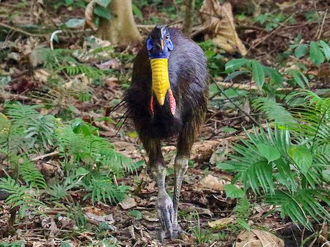 Los búhos no tienen buche tweet media