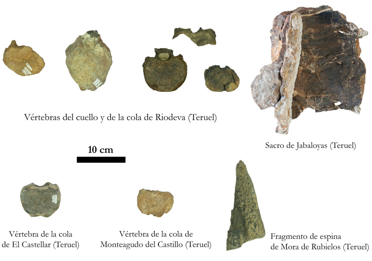 GobAragon's tweet photo. 🦕 España se consolida como un referente mundial en la investigación sobre dinosaurios estegosaurios.

🔎 Una reciente investigación de la @Funda_Dinopolis  y del @mupal_alpuente describe nuevos fósiles de dinosaurios estegosaurios y revisa todo el registro conocido en las provincias de Teruel y Valencia.

📎 https://t.co/sbnFIyNmak