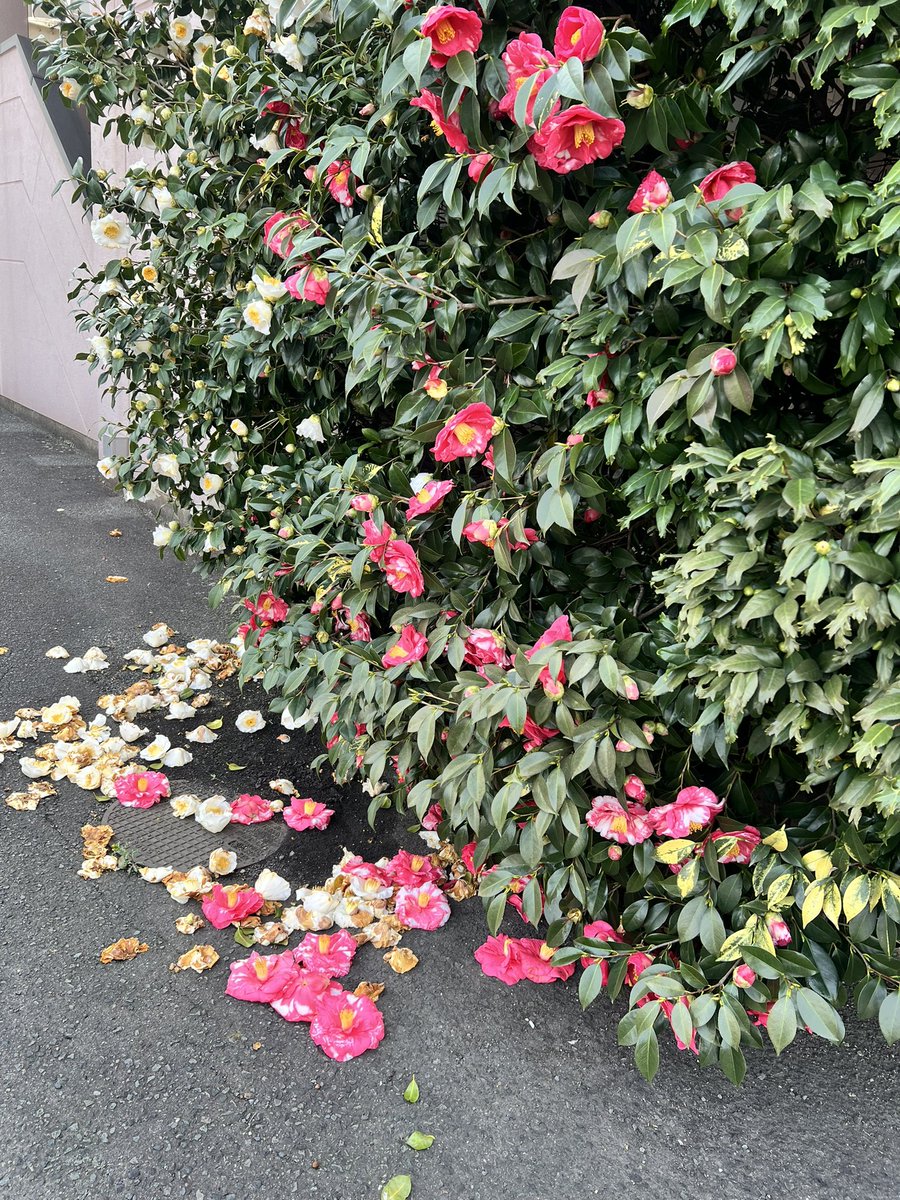 ありす tweet media