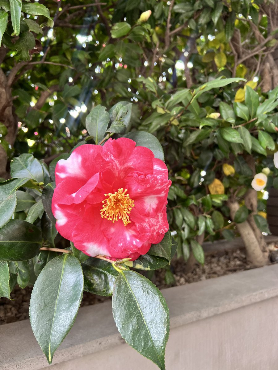 ありす tweet media