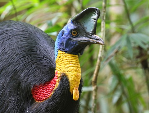 Los búhos no tienen buche tweet media