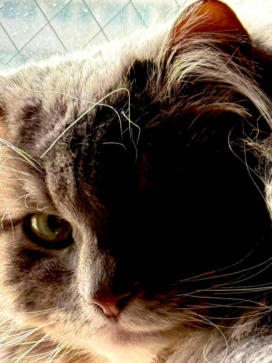 スタン tweet media