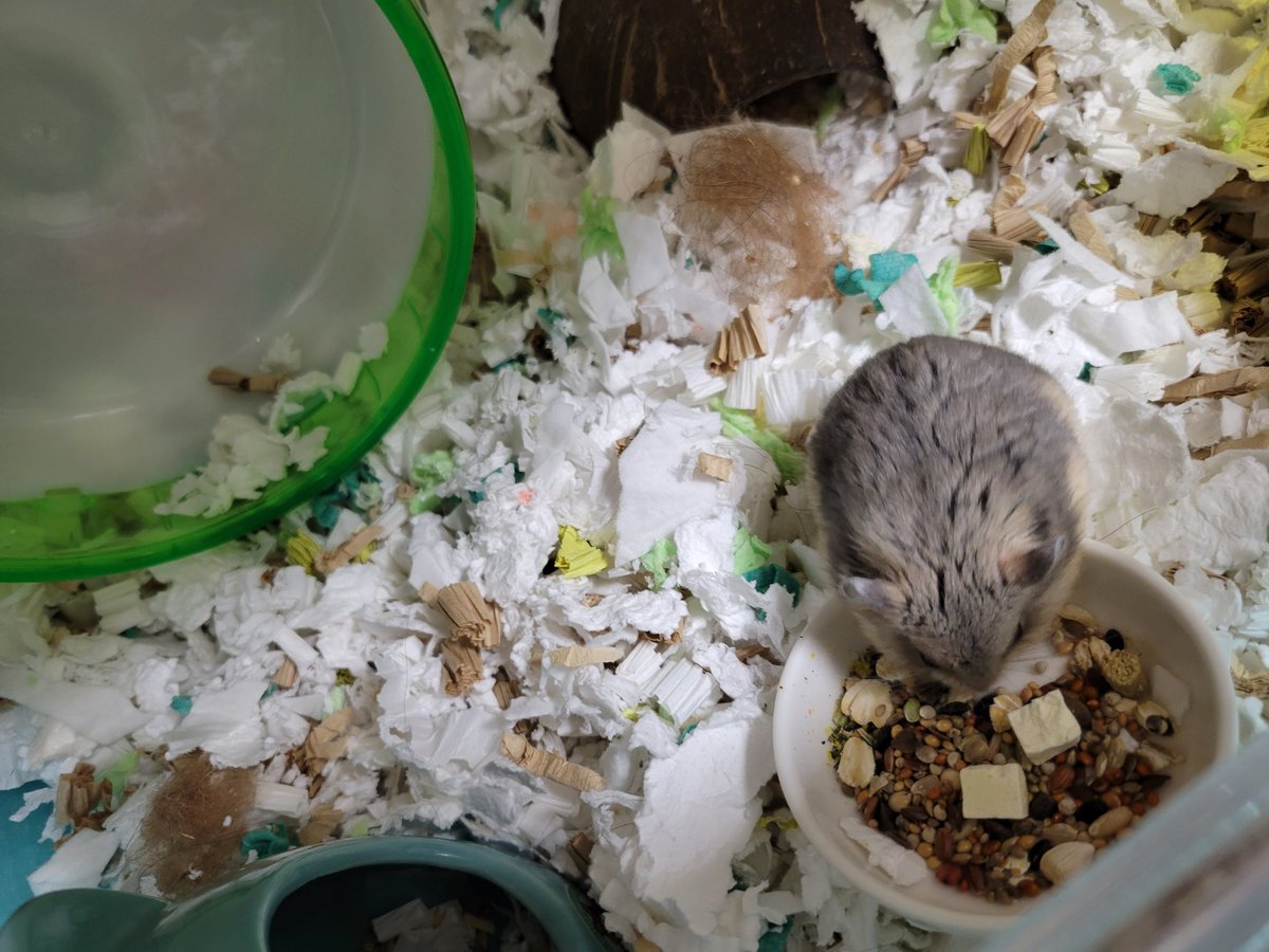 ハム活中こりす tweet media