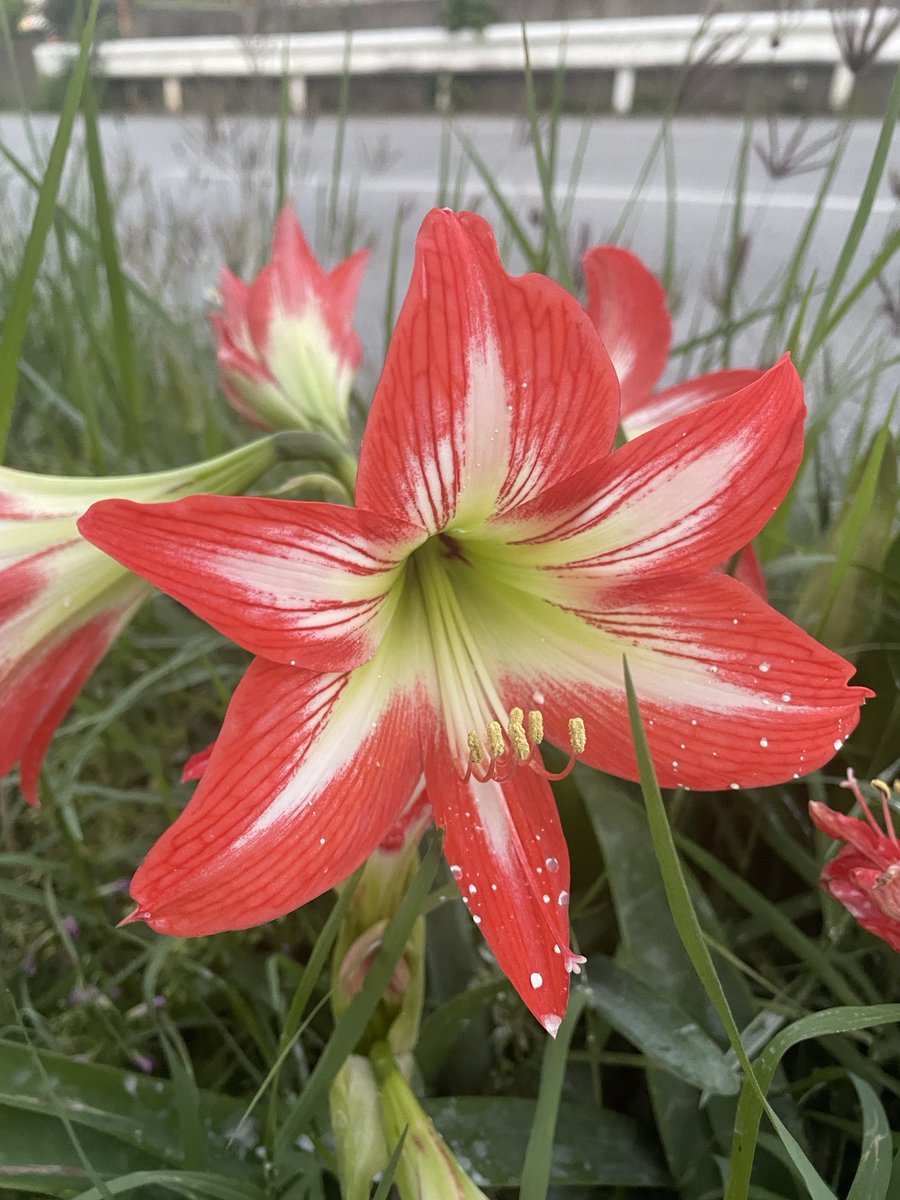 tachiban tweet media