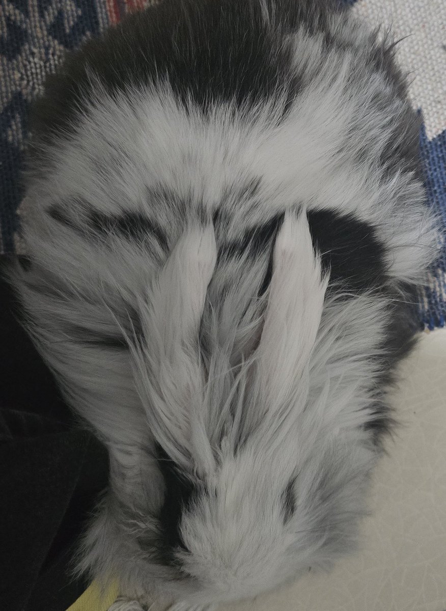 лаfufu tweet media