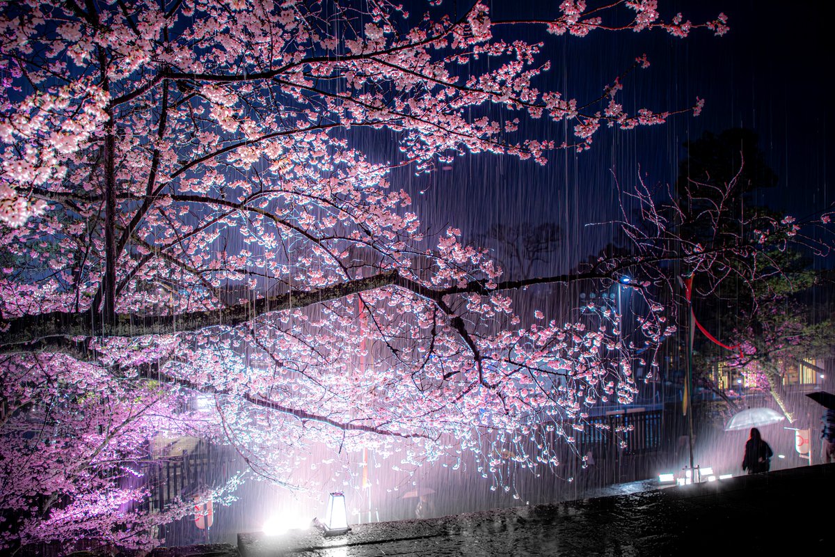 ピヌガヌ tweet media