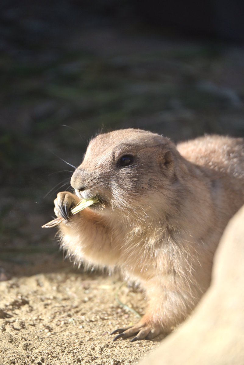 はむにゃん@写真 tweet media