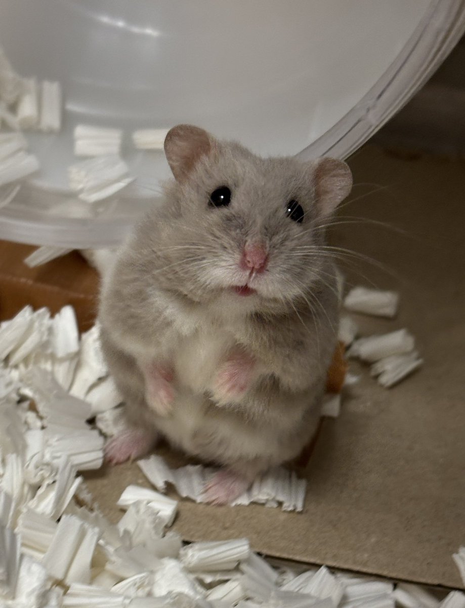 それいゆ tweet media