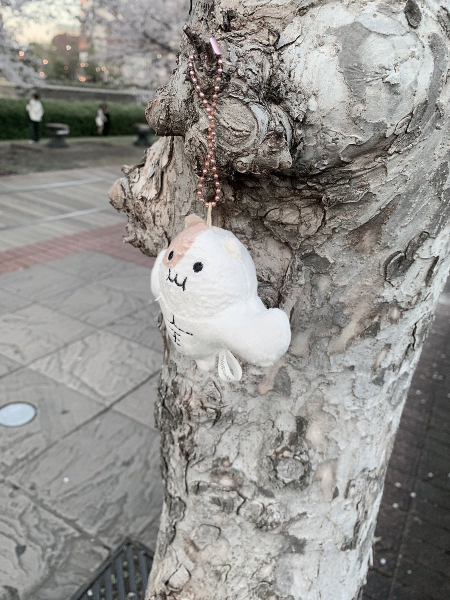 ﾔﾝﾏʓ tweet media