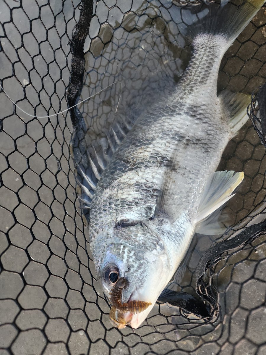 釣りに行く回数が多い人(回数さん) tweet media