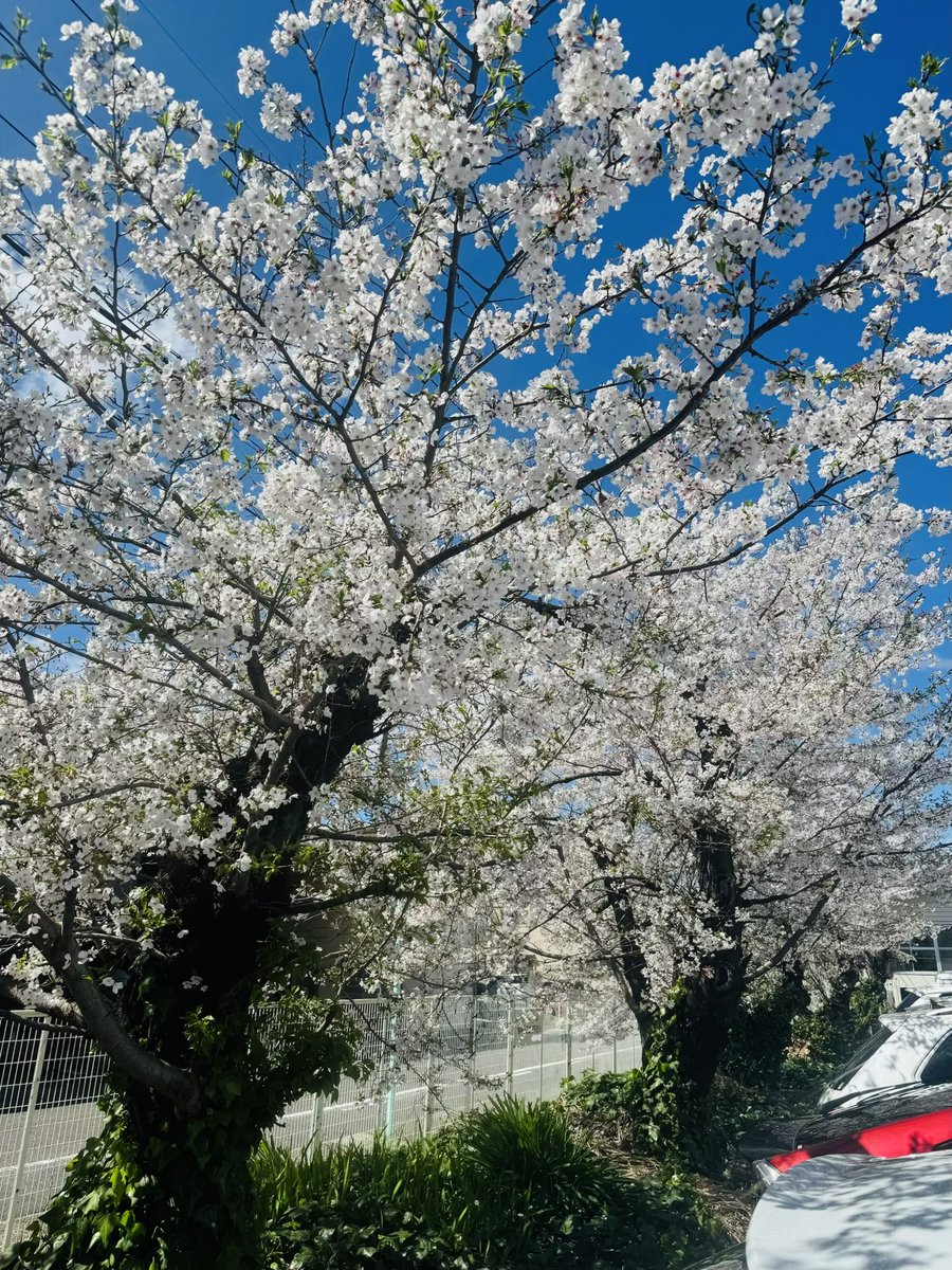 けんちゃんダイエット tweet media