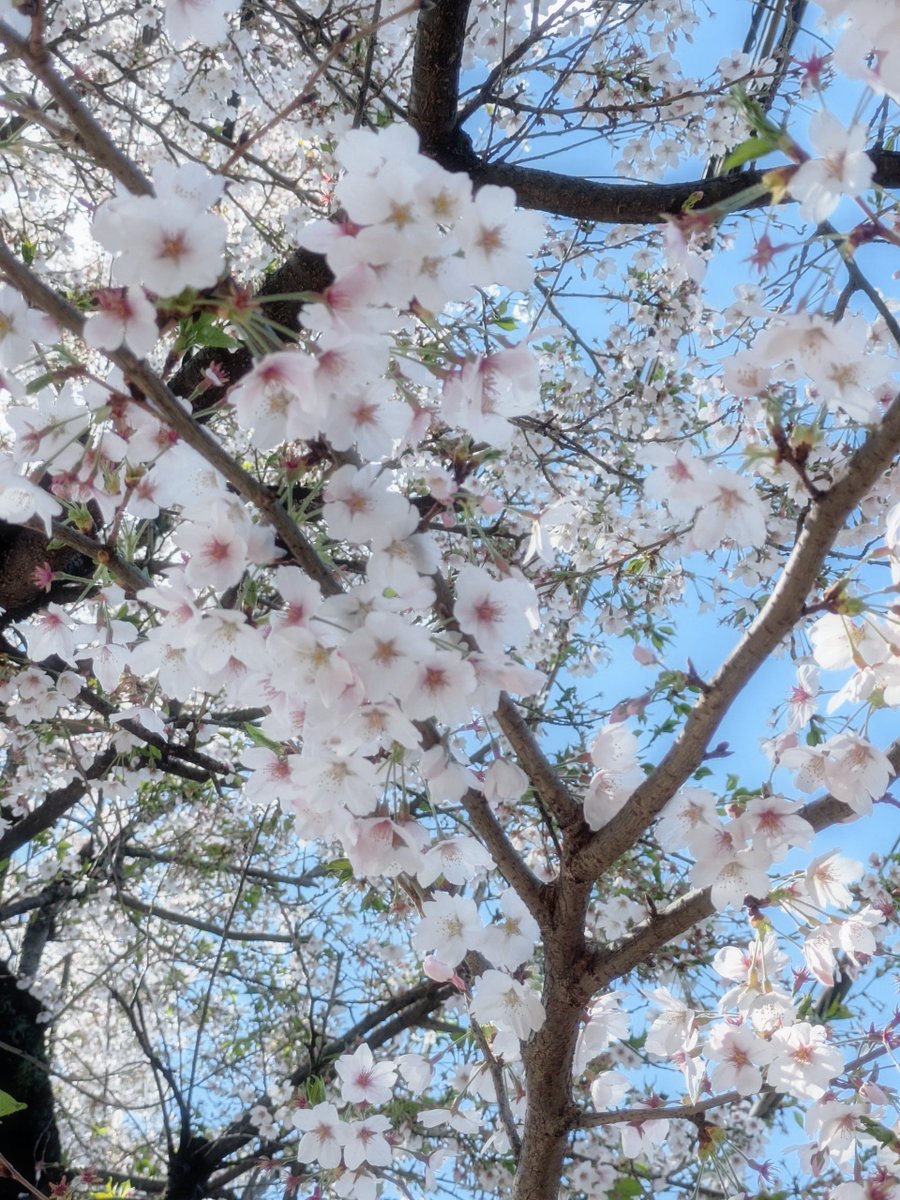 Lapiluli tweet media