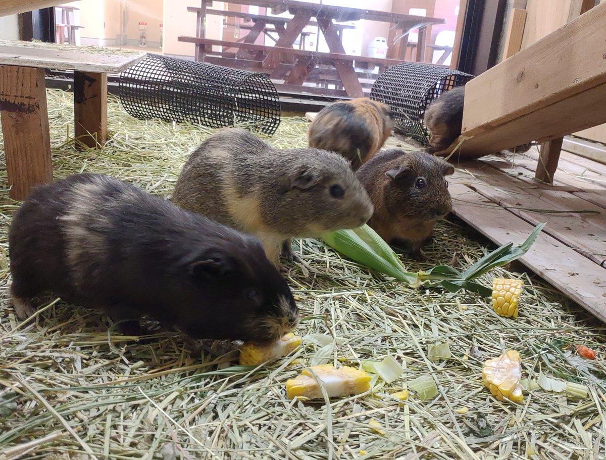 到津の森公園 tweet media