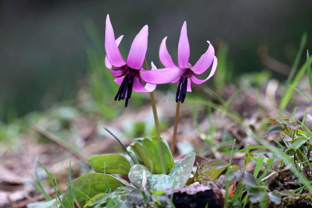 烏冬麺 tweet media