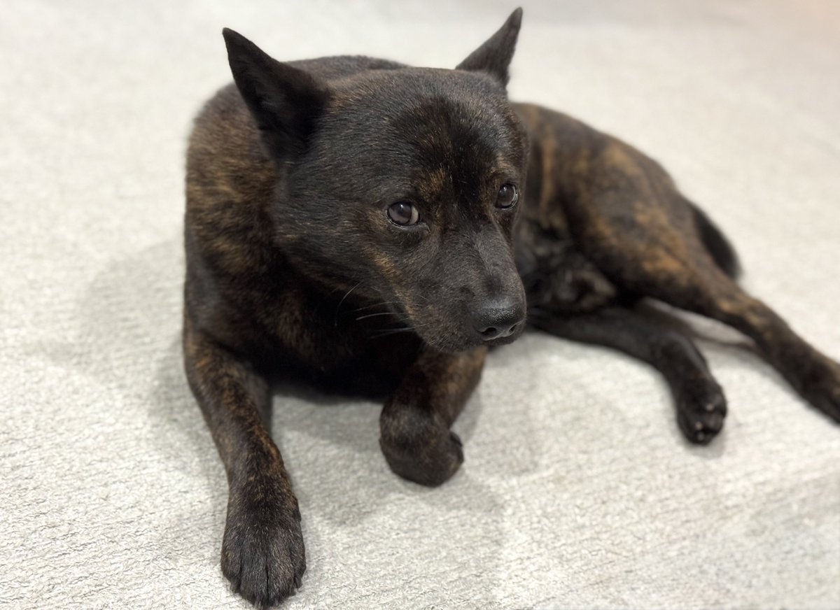 甲斐犬𓃢黒虎𓃡 tweet media