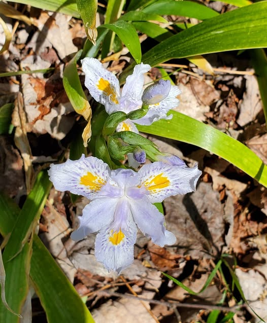 Annette Montgomery tweet media