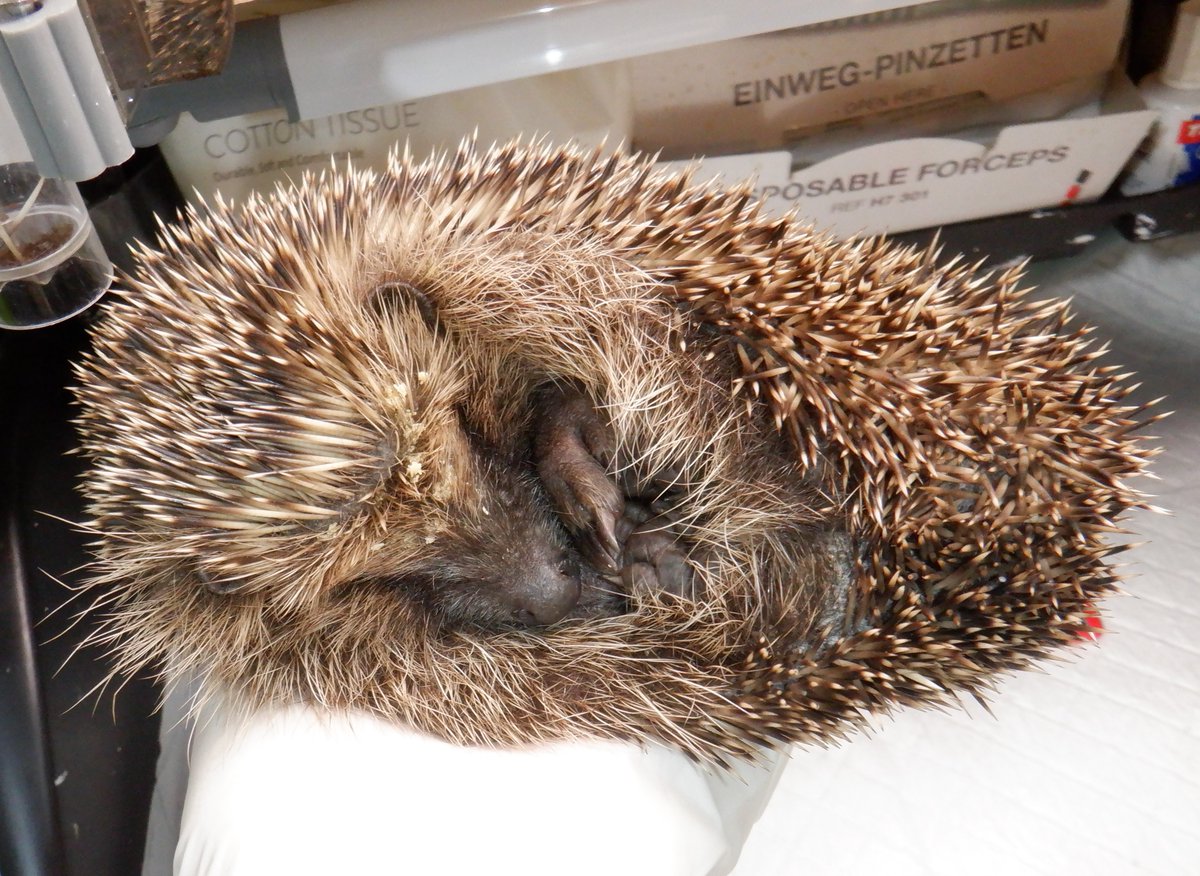 Hedgehog Cabin tweet media