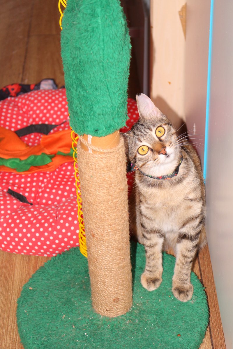 Tekircilik kazanacak tweet media