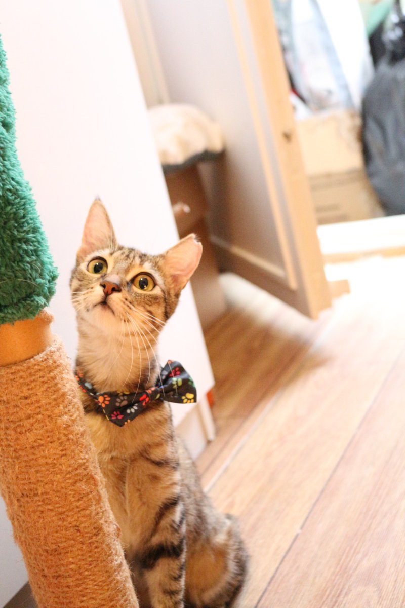 Tekircilik kazanacak tweet media