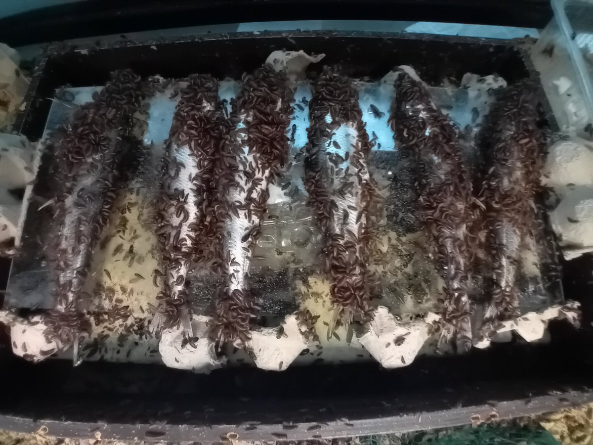 palaeophd's tweet image. 10,000 dermestid beetles cleaning flesh from animal carcasses without damaging bone structure for my @ThePalAss grant research, 'A novel #experiment using simulated #scavenging to investigate patterns of #skeletal #disarticulation in the #fossil record' #taphonomy #palaeontology