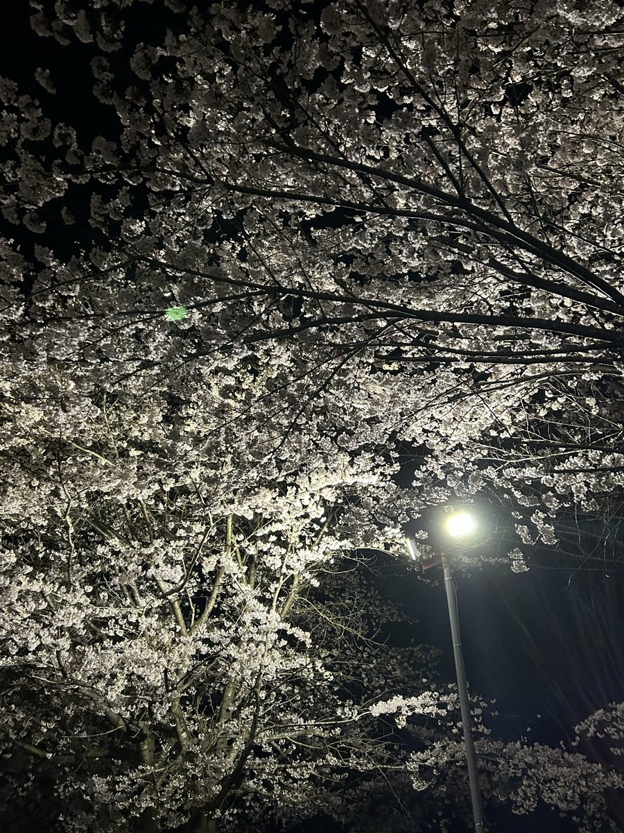 シャルトリューズ　エリキシル@Tonberry tweet media