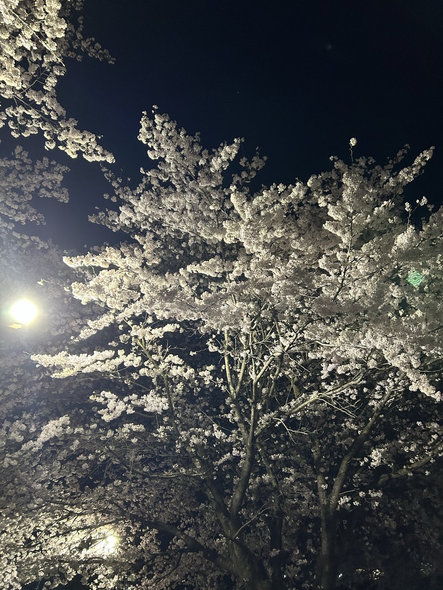 シャルトリューズ　エリキシル@Tonberry tweet media