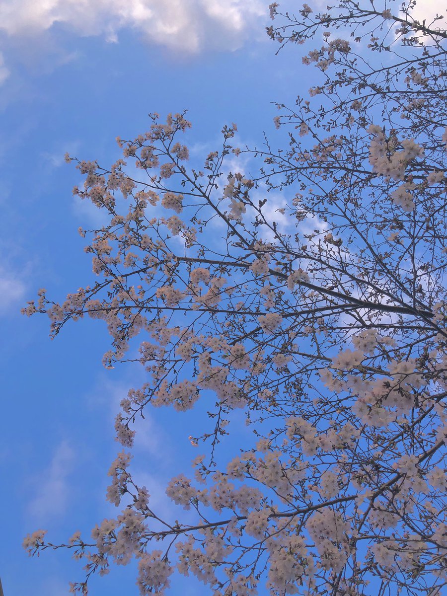 ちっきん tweet media