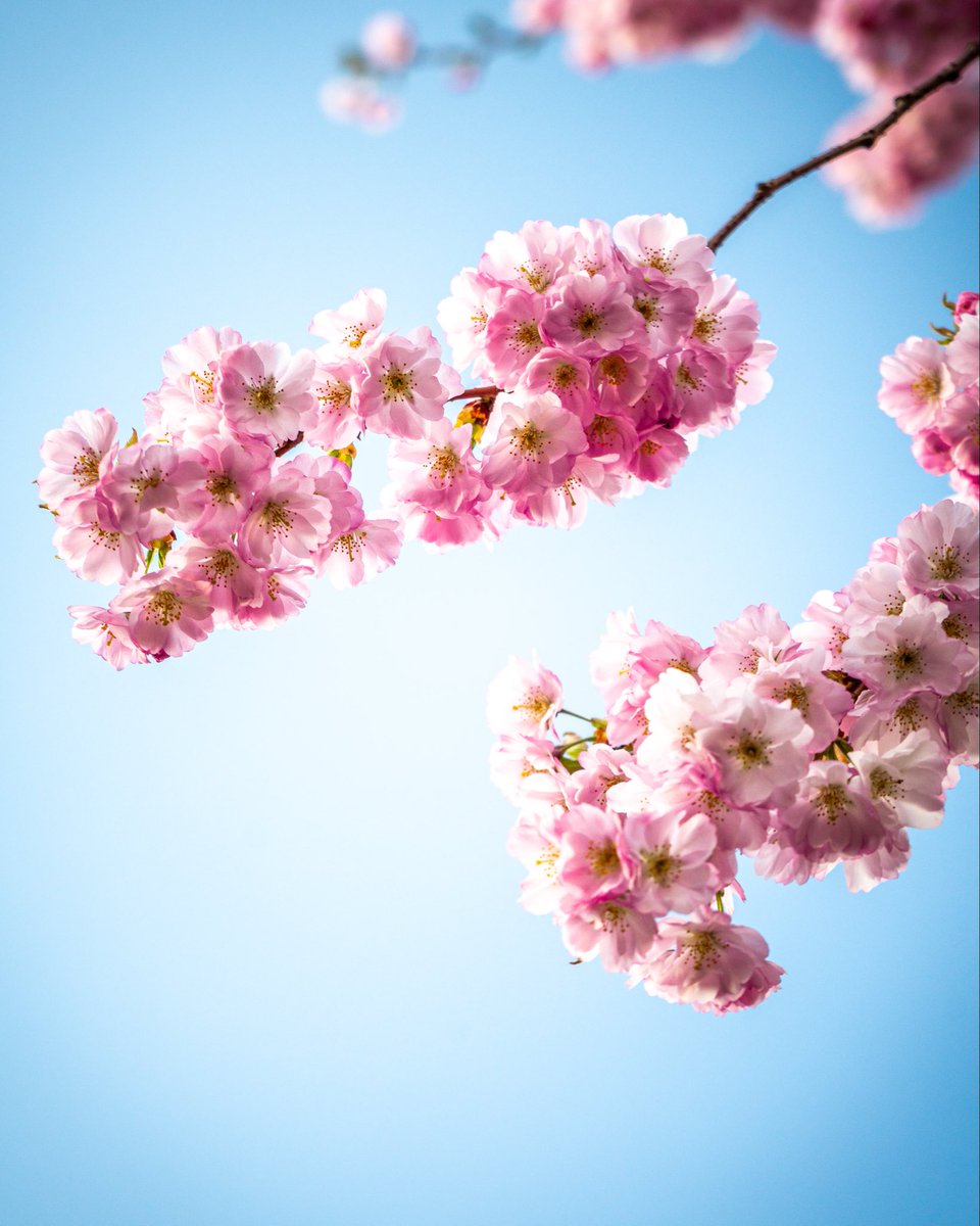 thisismrwest's tweet image. It’s that time again ✨

#Hamburg #CherryBlossomCookie