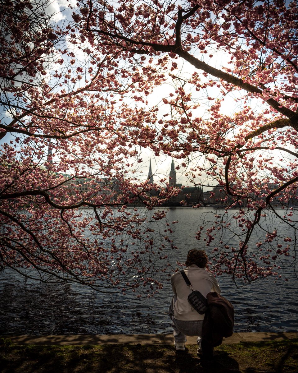 thisismrwest's tweet image. It’s that time again ✨

#Hamburg #CherryBlossomCookie