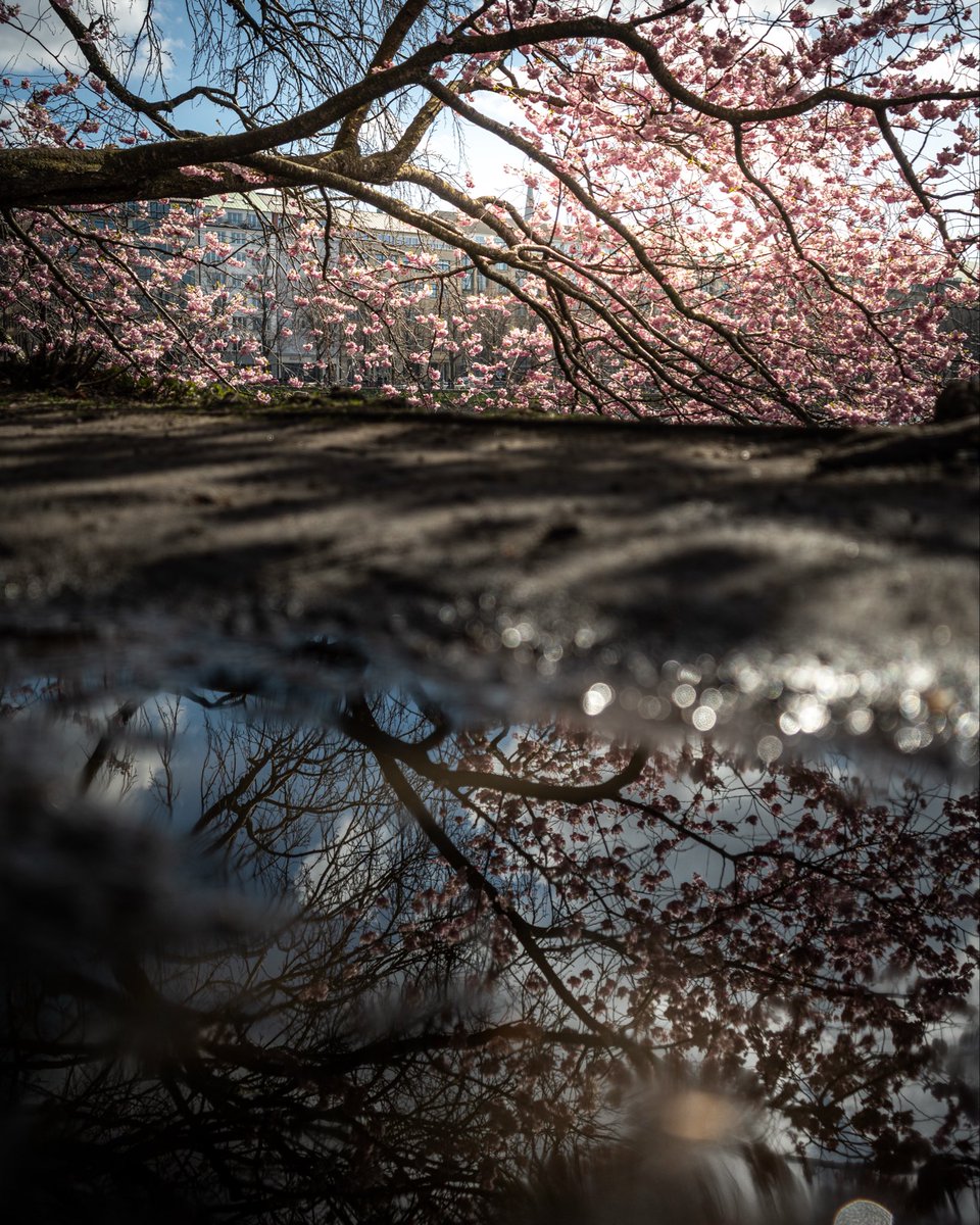 thisismrwest's tweet image. It’s that time again ✨

#Hamburg #CherryBlossomCookie