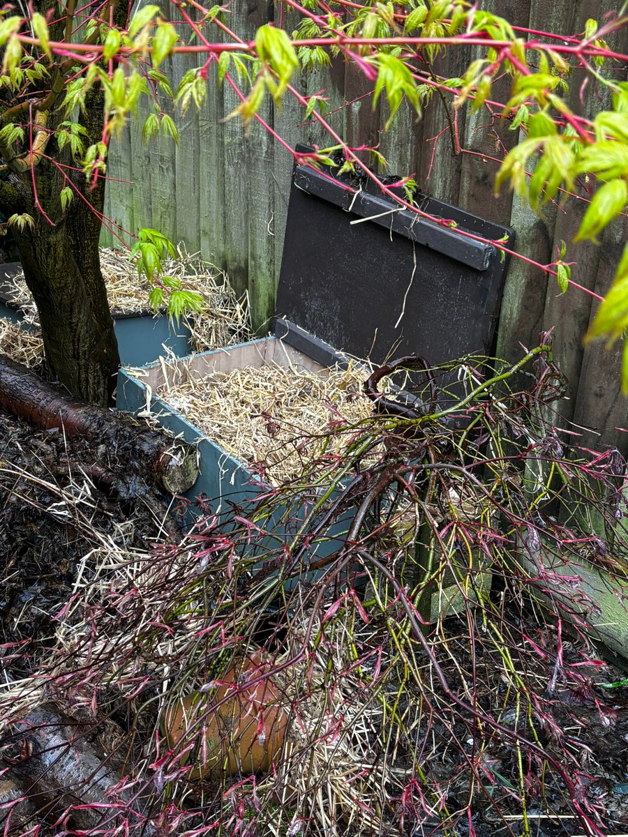 Caerphilly Hedgehog Rescue tweet media