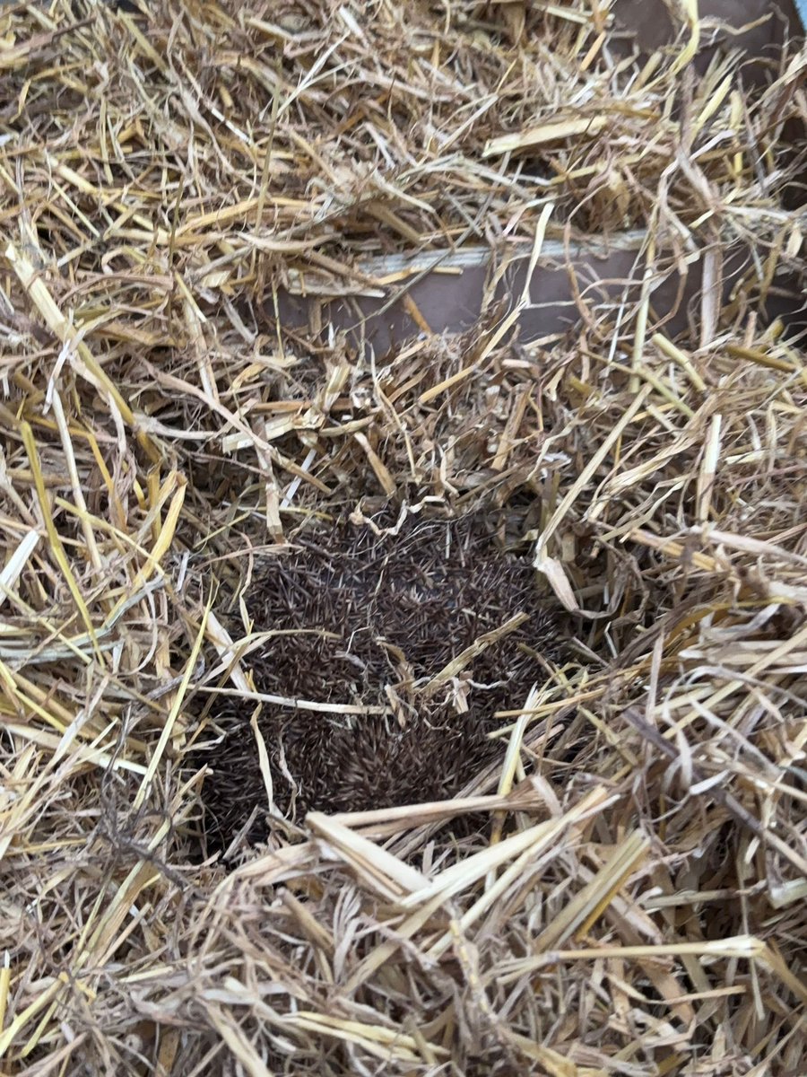 Caerphilly Hedgehog Rescue tweet media