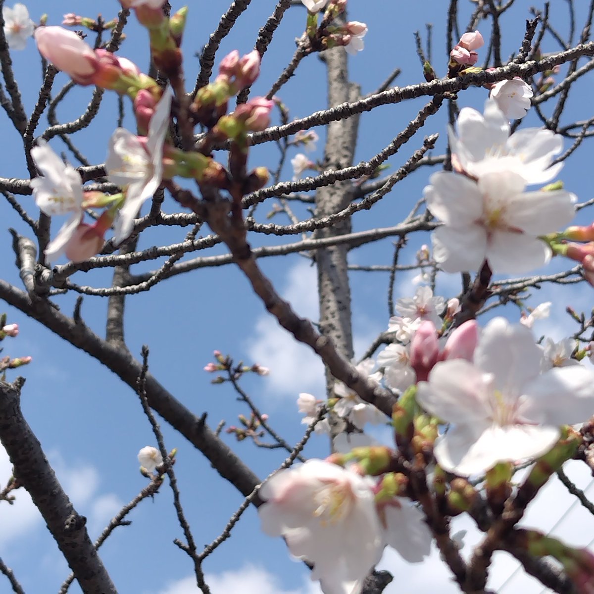 しぃ🌸🐉 tweet media