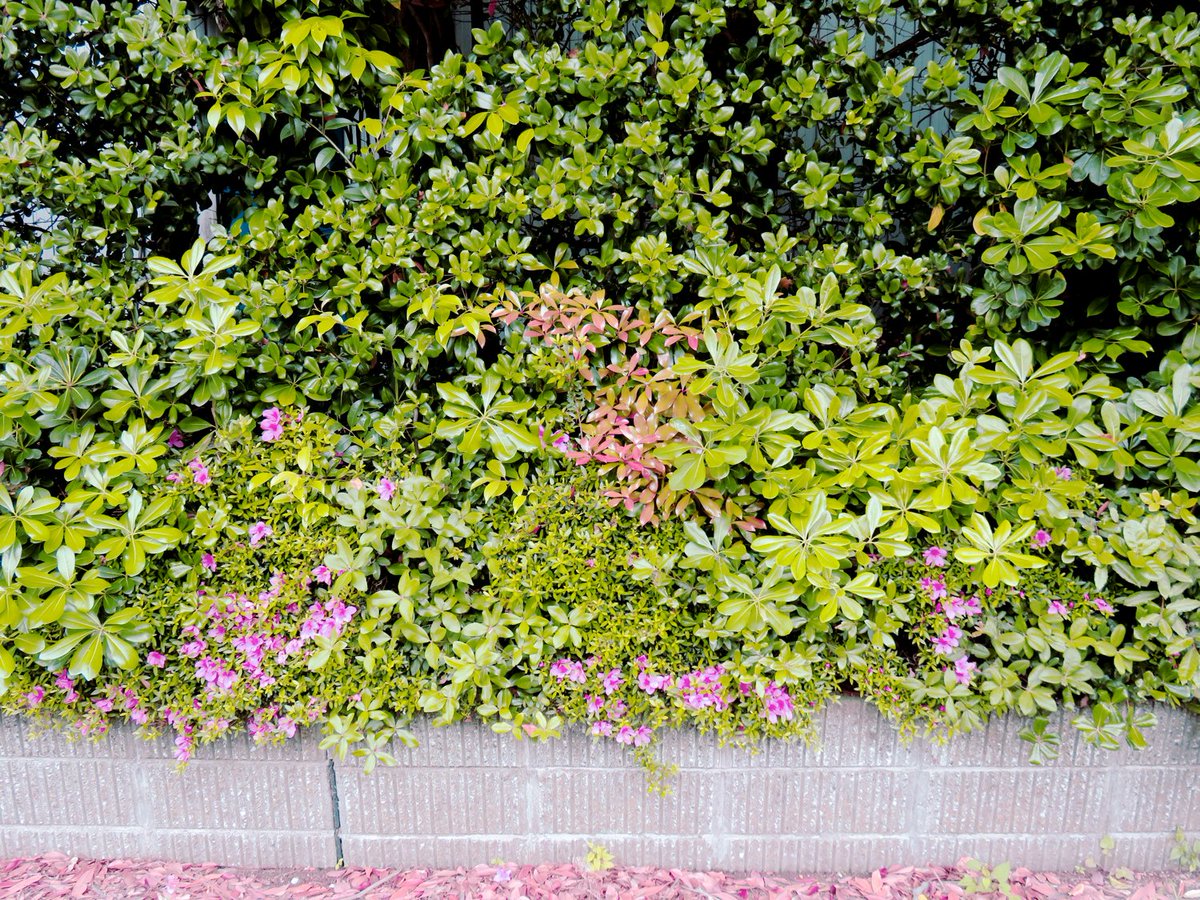 トマトスター tomato star tweet media