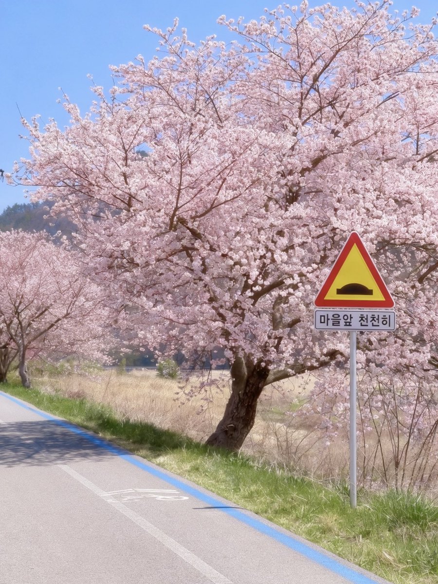 시골살이 최고 장점
사람 없는 벚꽃길을 잔뜩 즐길 수 있다 ჱ̒ ｰ̀֊ｰ́ )