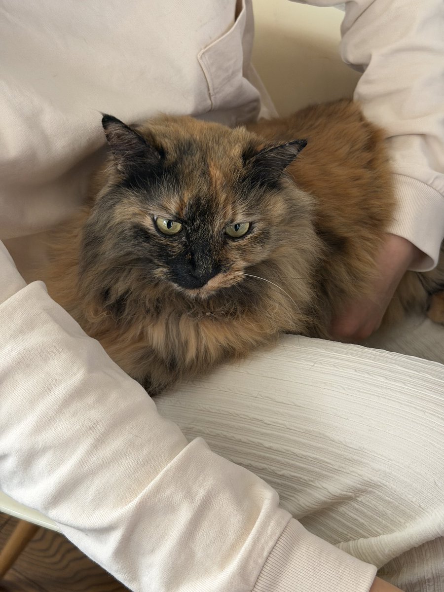 カメラ目線のお膝でリラックスパム
かわいいさび猫さん♡