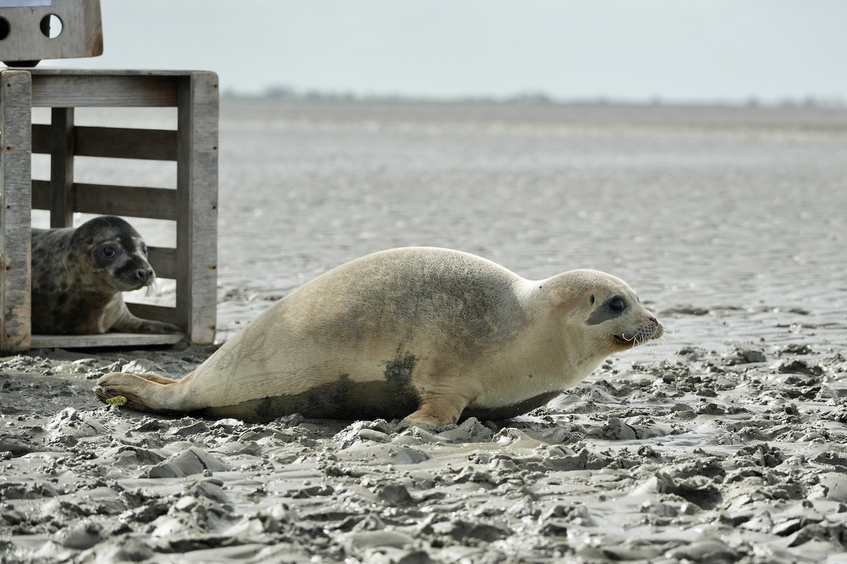 ijsje (ice cream / アイス 🍦) tweet media