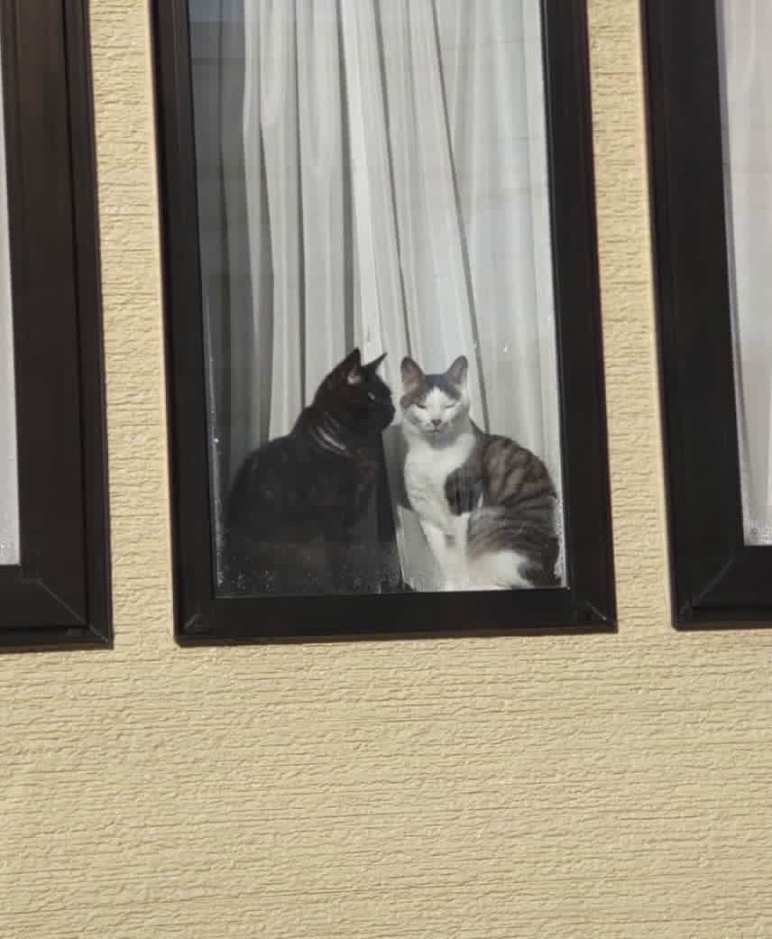 beercat_sapporo tweet media