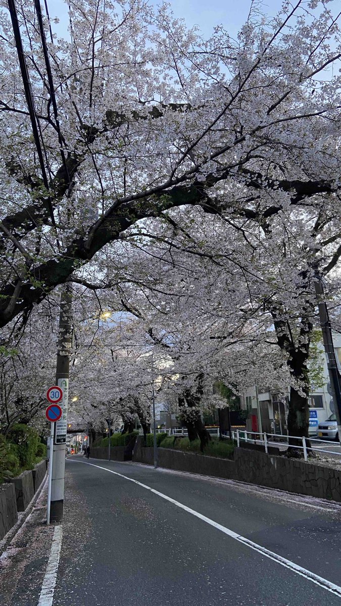 やんてら めぇ〜 tweet media