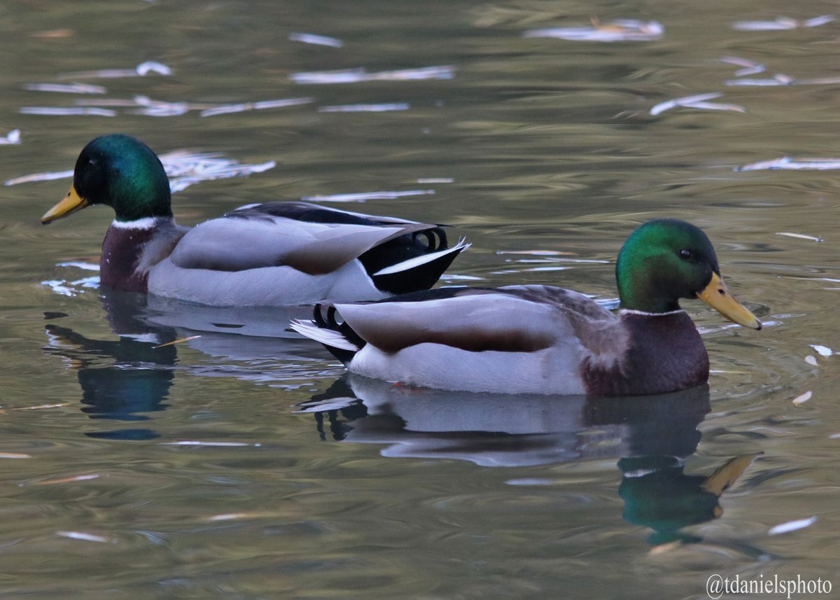 Terry Hlywka tweet media