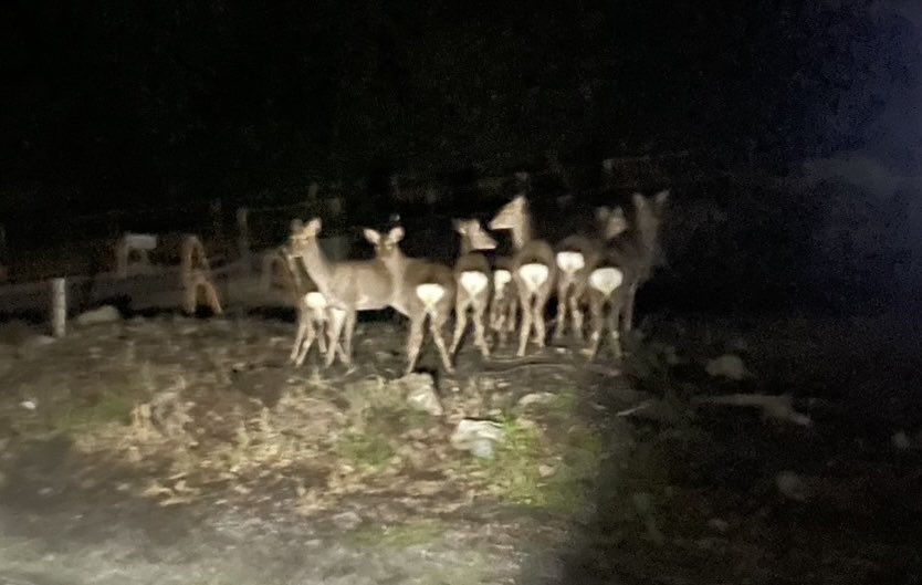 鹿の集会